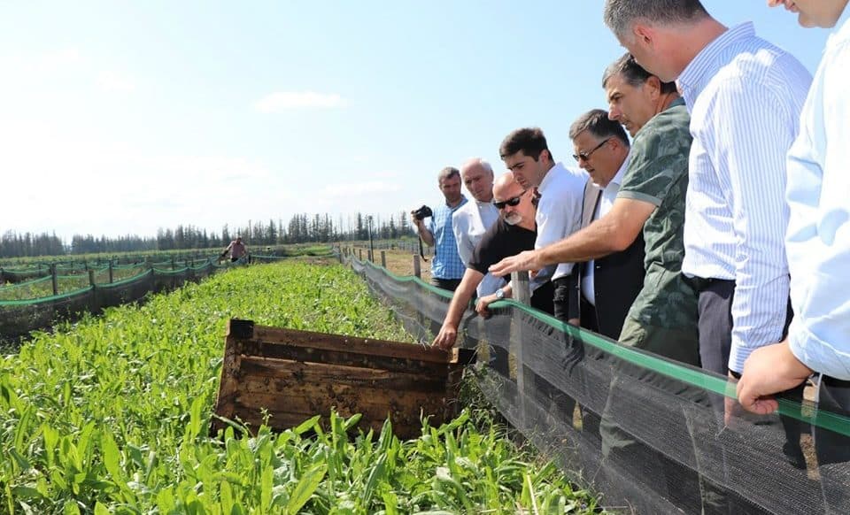 სოფელ ახალი ხიბულადან იტალიაში 50 ტონამდე ლოკოკინა გაიგზავნება