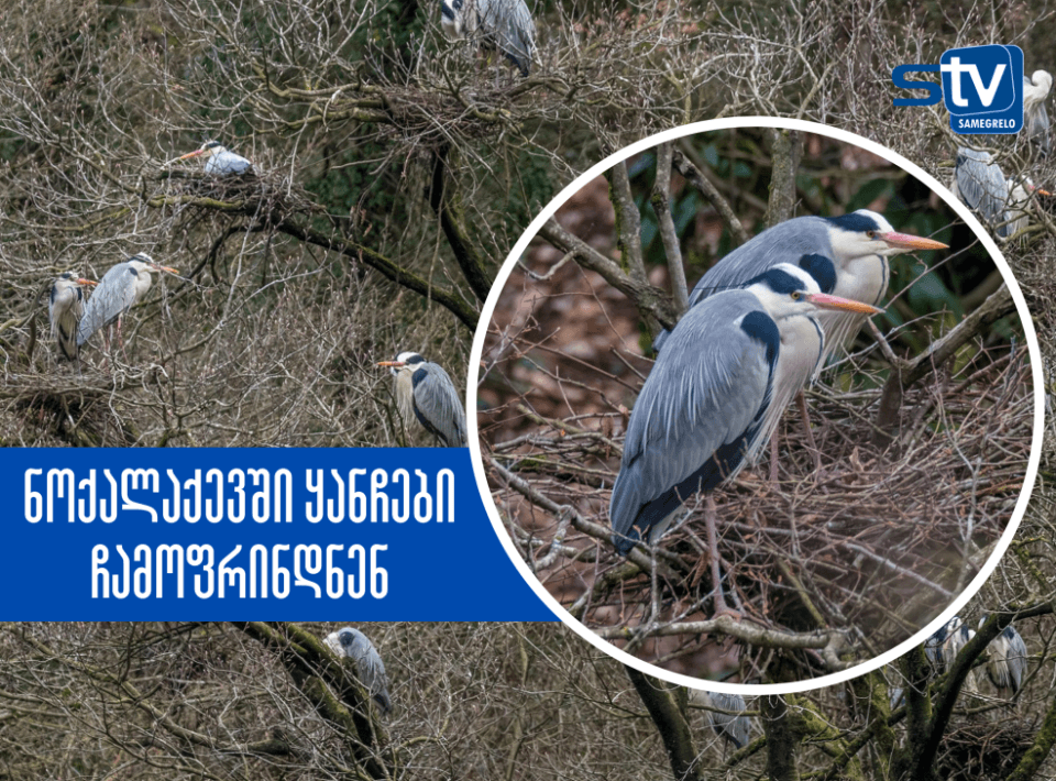 აფრიკელი ყანჩები ნოქალაქევში ჩამოფრინდნენ