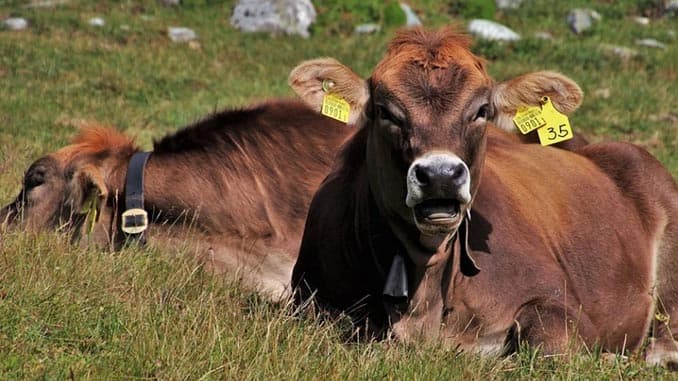 ცხოველის ჯილეხით სიკვდილის შემთხვევაში მეპატრონეები სახელმწიფოსგან ფულად კომპენსაციას მიიღებენ