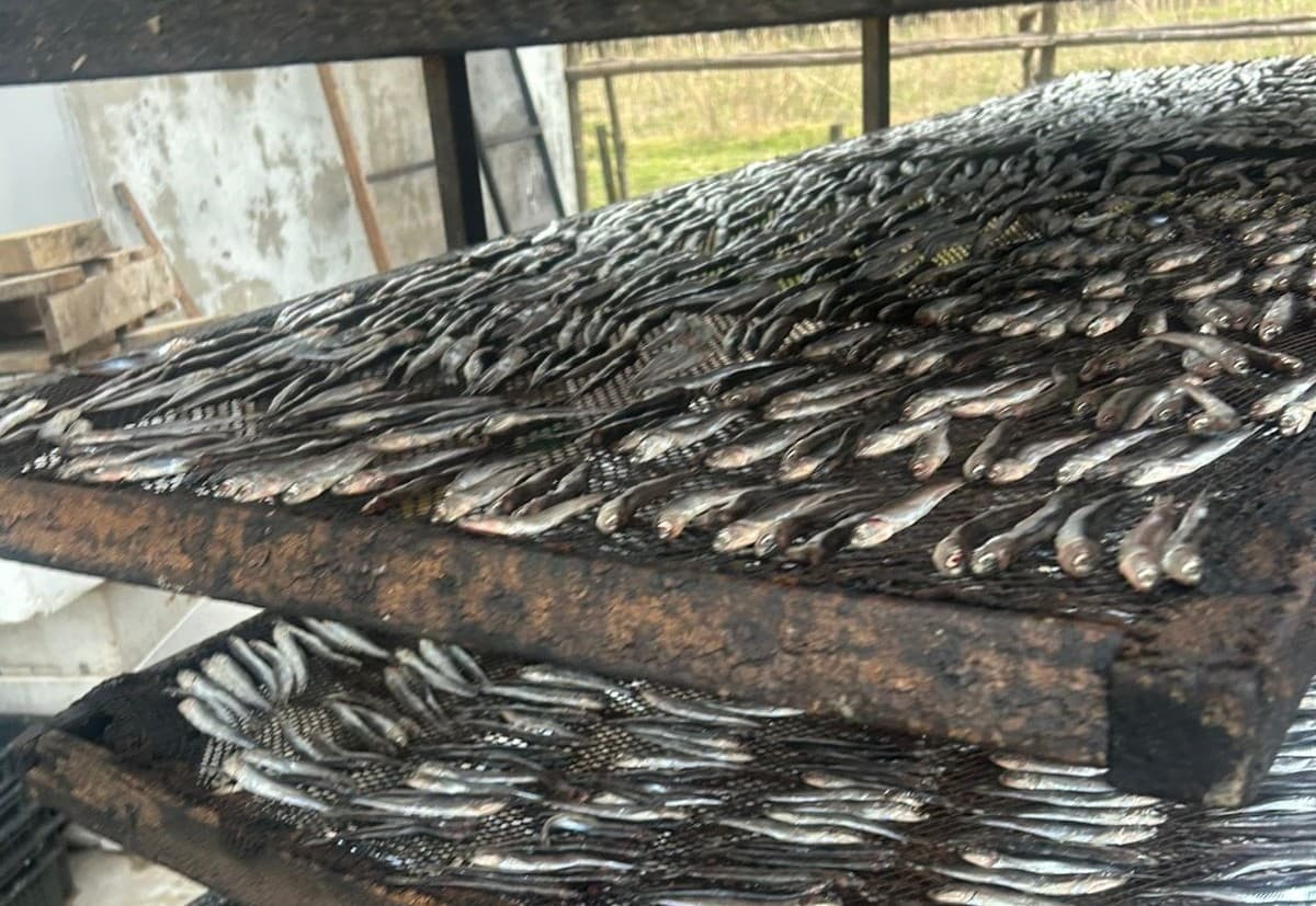 პატარ ფოთში თევზის სესაბოლი არალეგალური საწარმო გამოვლინდა